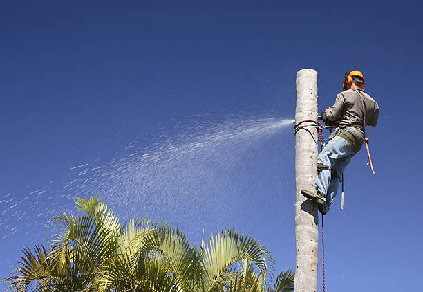 Best Tree Risk Assessment  in Breezy Point, MN