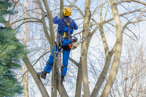 Tree and Shrub Care in Breezy Point, MN