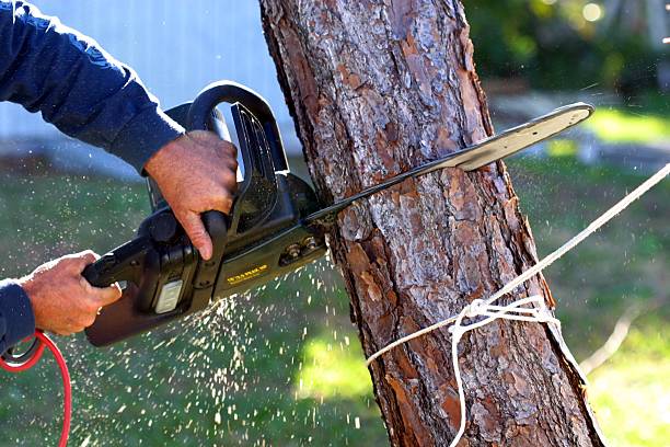 Best Emergency Tree Removal  in Breezy Point, MN