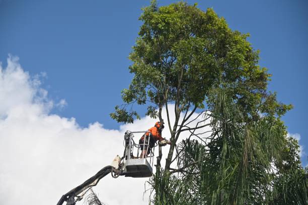 How Our Tree Care Process Works  in  Breezy Point, MN