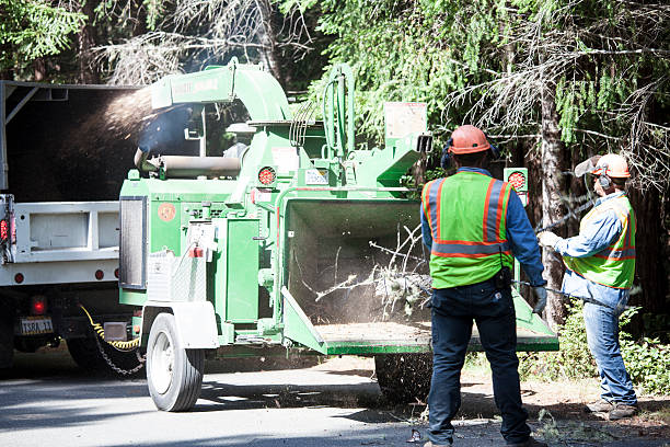 Best Arborist Consultation Services  in Breezy Point, MN