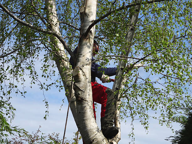 Best Tree Health Inspection  in Breezy Point, MN