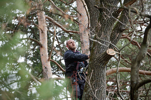 Best Root Management and Removal  in Breezy Point, MN