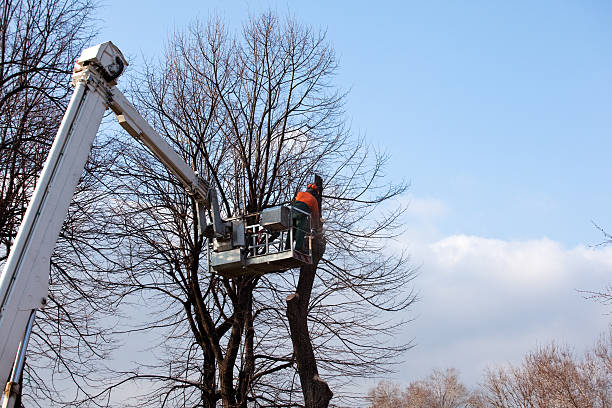 Best Seasonal Cleanup (Spring/Fall)  in Breezy Point, MN